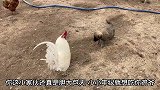 小狗狗胆大包天敢去斗公鸡，白色公鸡也不怕和狗子打