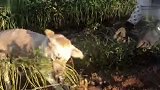 小孩：我好不容易哭出来，你打什么岔