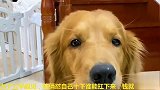 胎爸钱掉地上了，轮胎让胎爸证明钱是他的，胎爸为了钱也是拼了