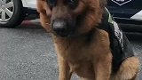 警犬被人冒充网恋骗钱，非要写个字条证明自己清白，后续来了