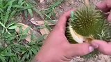 榴莲：花臂拿刀，必须让他吃饱我害怕这榴莲这么小却这么懂事