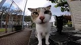 小鱼干都不舍得给就别指望撸小野猫了