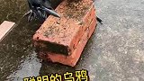 搬砖为了生存，聪明的乌鸦
