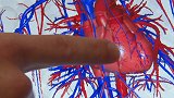 美国研究人员：3D打印出可工作心脏组织 打印心脏指日可待