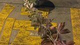 这个狗绳不错啊，纯天然无污染