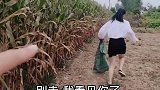 又到了一年一度的偷玉米季节
