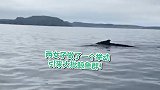 漂洋过海观鲸未果 两女子失望至极做了一个举动却引来大批鲸鱼群