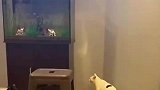 猫咪为了逮鱼，差点丢了自己小命，受了委屈第一时间找妈妈