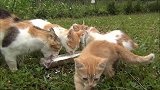 一群可爱的小猫在喝牛奶