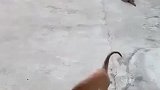 因一片菜叶发生争执，两条狗狗当街起冲突