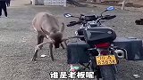 四川凉山一男子，无故遭遇到鹿的袭击，到底是什么原因呢