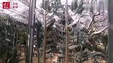 视频︱各种仙人掌，非洲部落，仿真驼吼……这里是菜博会3号馆！