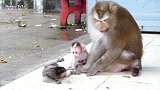 母猴艾莉警告小艾米莉不要和艾伯特宝宝玩耍，下手也太重了吧！