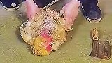 鸡怎么不动，这是什么原理
