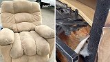 美国一只猫咪藏进旧沙发被捐给旧货店 最终与主人团聚