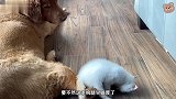 狗狗累一天正准备休息，小猫咪就过来不断骚扰，还咬狗狗的后腿