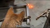 真正的千斤大小姐都是用秤杆子称出来的