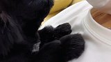 宠儿多的萌宠评论猜下这个人间小萌物什么种族