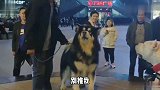 两只狗狗在广场互怼，那场面太滑稽了