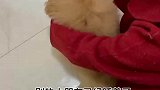 别的狗狗已经睡着了，涂涂还在练习要红包