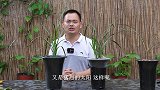 夏季怎么养兰花？注意做好预防细菌、病害