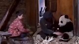 真实纪录片大熊猫，你看那时条件多苦，他们还是把熊猫当宝贝养