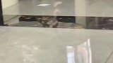 猫妈妈带娃日常，果真是母爱泛滥啊