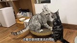 没想到这只肥猫竟然被小猫咪欺负到自闭！