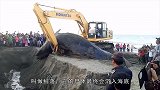 不知道老外怎么想的，巨大鲸鱼搁浅，居然就地掩埋了