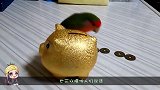 鹦鹉智商实在太高，为了吃到瓜子，小鹦鹉拼了！