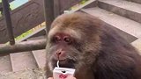 独臂猴因慈眉善目走红网络