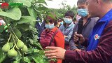泰国红宝石青柚的种植环境
