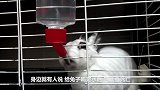 为什么兔子一喝水，就会立马断肠而亡？涨知识了！