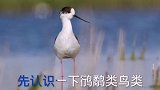 丹东鸭绿江湿地鸟类云集