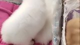 狗市每日游
