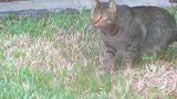 草地上猫咪，看这呆萌的样子，真是好想抱回家呢！
