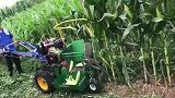 这款小型玉米收割机，是我见过个头最小的，农村的又一伟大发明！
