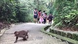 印度最猖狂的动物，打劫路人抢占路面，当地人却束手无策！