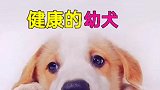 买小狗，要注意哪些？