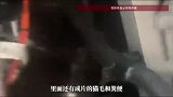 女子花20万买新车，开回时隐约听到猫叫，过两天打开引擎盖懵了：竟然藏着4只猫