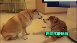柴犬疯狂向同伴吐舌头，结果悲剧了