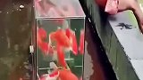 见识一下喂鱼的新方式，鱼池中间竟然放着鱼缸