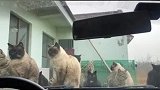 陕西合阳：男子打造动物保护区，每次去都感受“万猫朝拜”