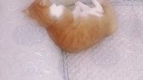 猫：别打扰我，我困的不行了！