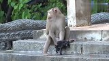 美猴实在太想要孩子了，它抓到一只猫当作是它孩子