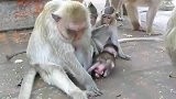猴宝不听话，猴妈抓住它的尾巴
