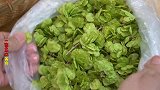 春天记得吃这个野味，错过要等2020年了，望大家相互转告
