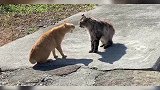 猫咪打架之物理冷静