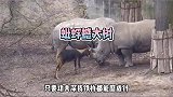 小小的羚羊居然敢挑战犀牛？