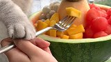 猫王：西瓜火锅怎么能少了味碟，你们吃水果是蘸酱油还是辣椒面呢？ 会做饭的猫 西瓜火锅 水果蘸酱吃法